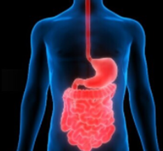 Fig. 1 Immagine virtuale della localizzazione, in un corpo umano, dell’apparato digerente con rappresentazione (in rosso) di: esofago, stomaco ed intestino in toto.