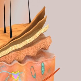 Fig.1 Sezione longitudinale tridimensionale della cute nei suoi componenti: epidermide, derma, ipoderma ed annessi