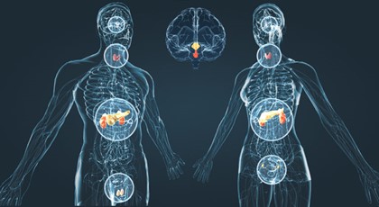 Fig.1 Immagine virtuale 3D della localizzazione delle ghiandole endocrine in un corpo umano maschile (sinistra) e femminile (destra) con particolare della sezione coronale dell’encefalo (al centro) in cui sono evidenziate ipofisi (giallo) ed epifisi (rosso).
