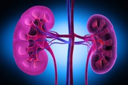 Fig.1 Immagine virtuale 3D dei due reni (viola chiaro) con: vie escretrici intra ed extrarenali (rosso viola), vena cava inferiore, vene renali e loro diramazioni intrarenali (blu elettrico), aorta addominale, arterie renali e loro diramazioni intrarenali (rosso viola).